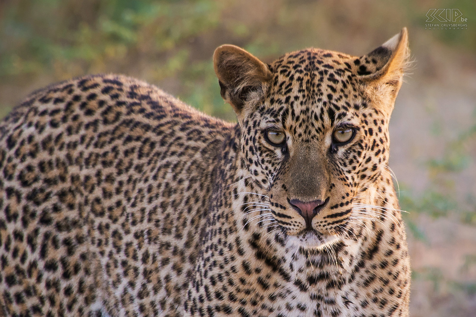 South Luangwa - Close-up luipaard Van zodra het luipaard (Panthera pardus) dichterbij komt kan ik meerdere goede close-up foto’s maken. Wat een prachtig mooi dier. Stefan Cruysberghs